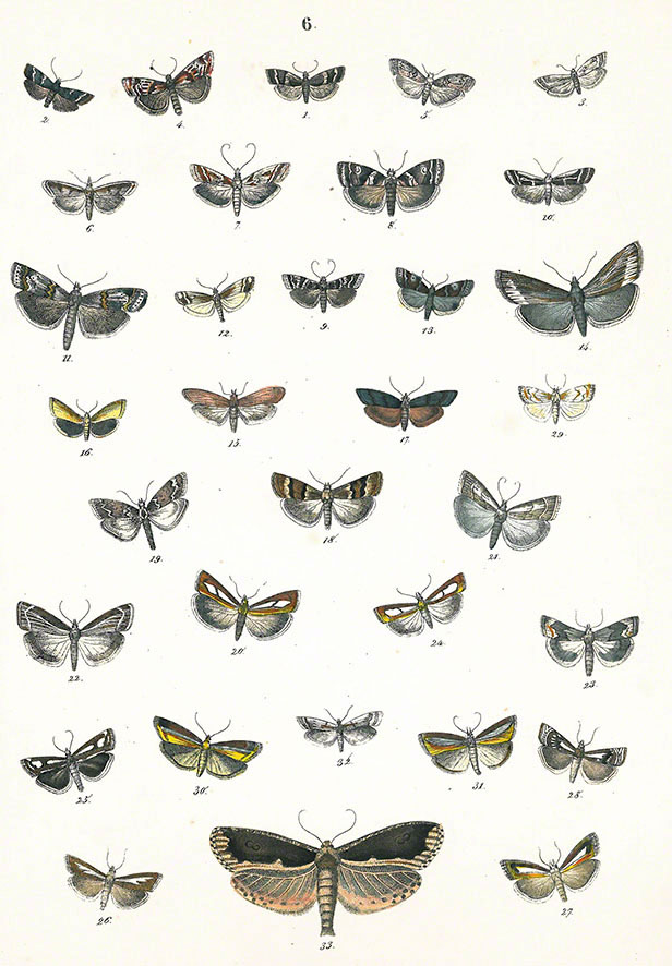 Berge 1851 Kleinschmetterlinge