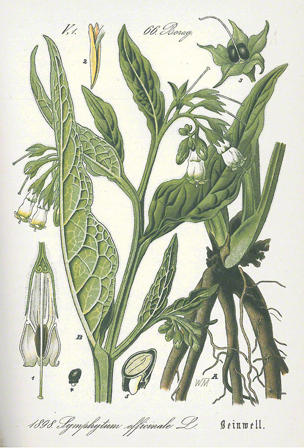 Beinwell Schlechtendal