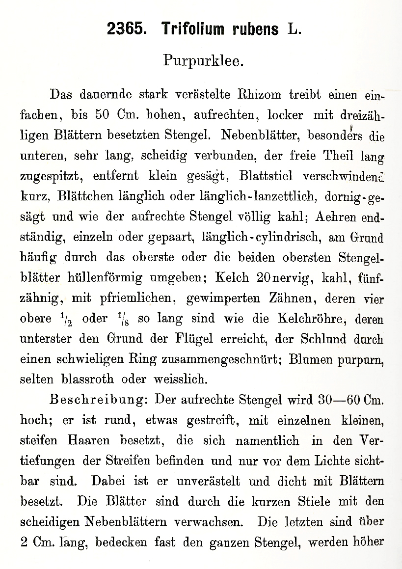 Trifolium rubens - Fuchsklee