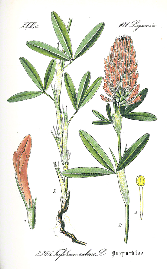 Trifolium rubens - Fuchsklee