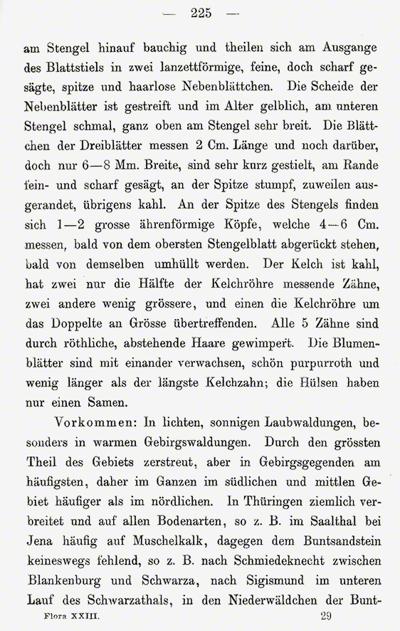 Trifolium rubens - Fuchsklee