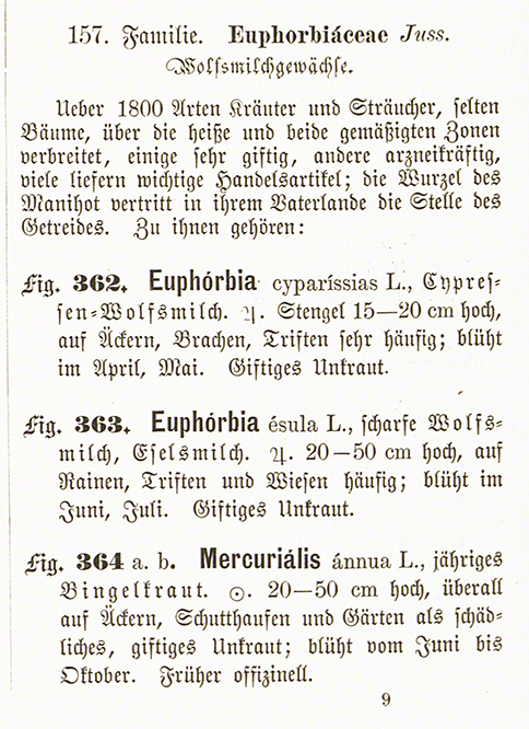 Zypressen-Wolfsmilch