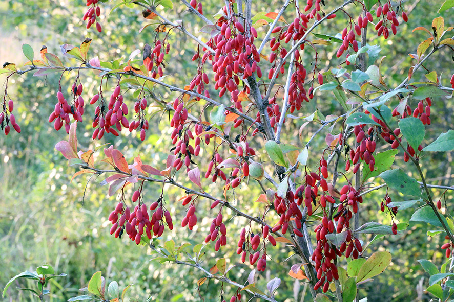 Berberitze (Berberis vulgaris)