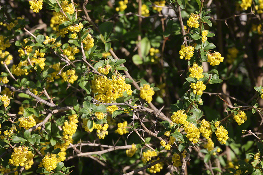 Berberitze (Berberis vulgaris)