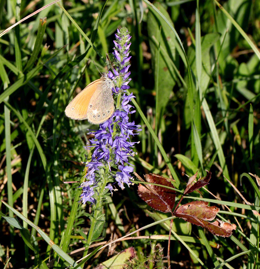 Blauweiderich