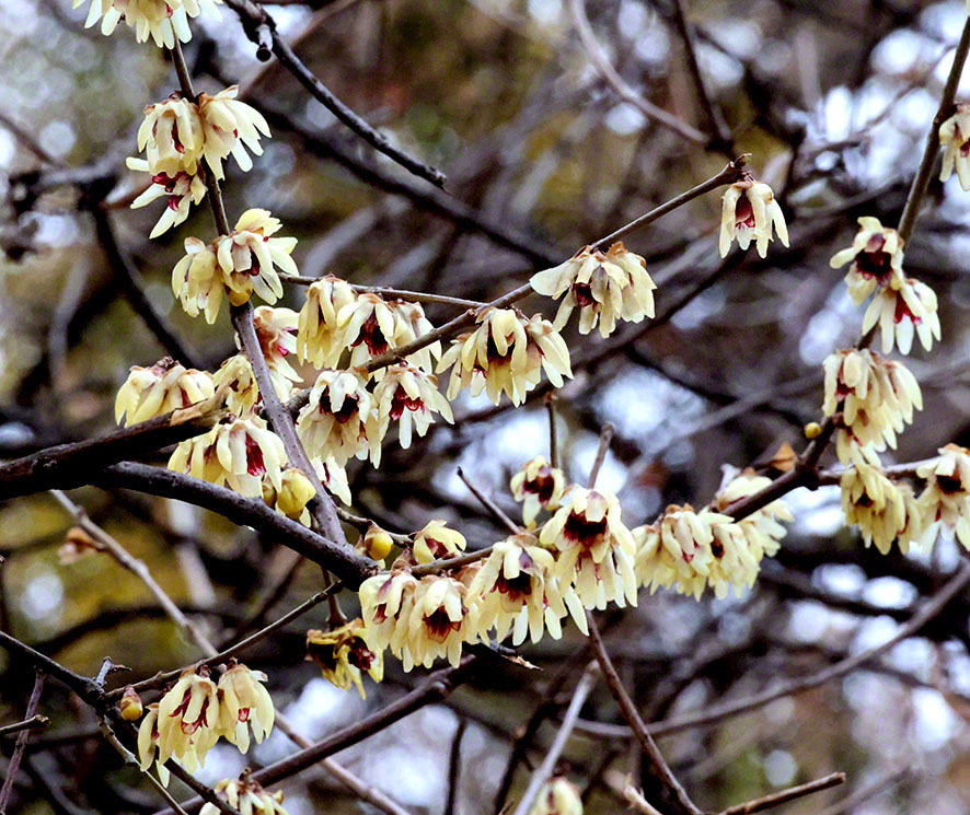 Chinesische Winterblüte
