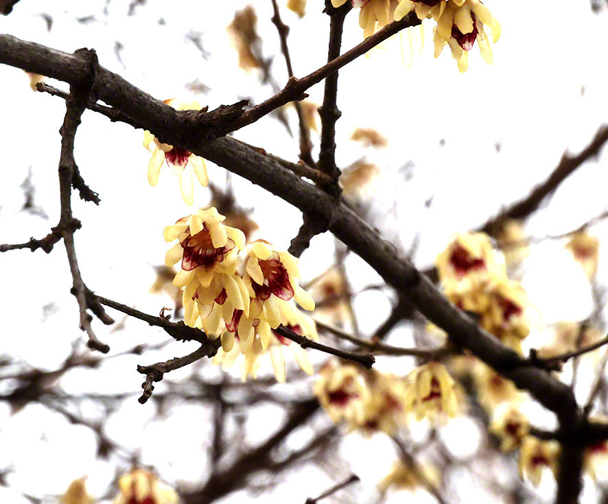 Chinesische Winterblüte