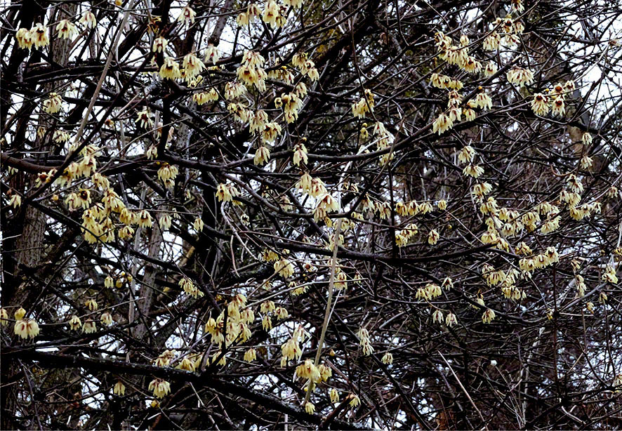 Chinesische Winterblüte
