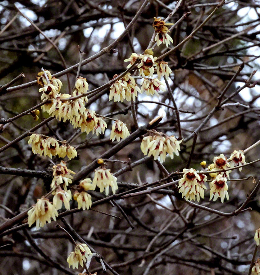 Chinesische Winterblüte