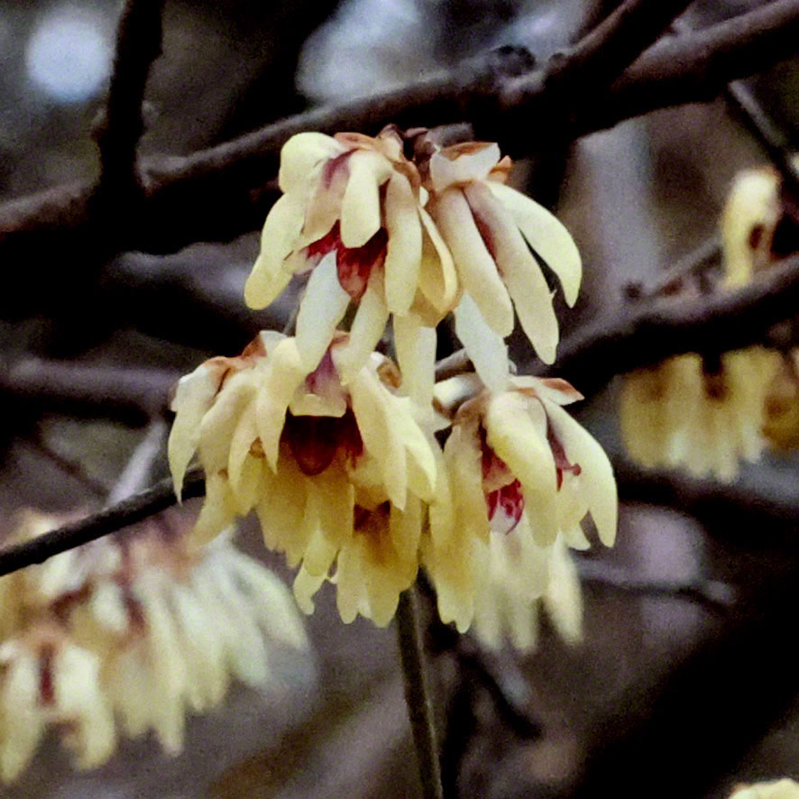Chinesische Winterblüte