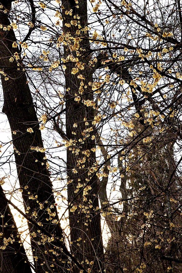Chinesische Winterblüte