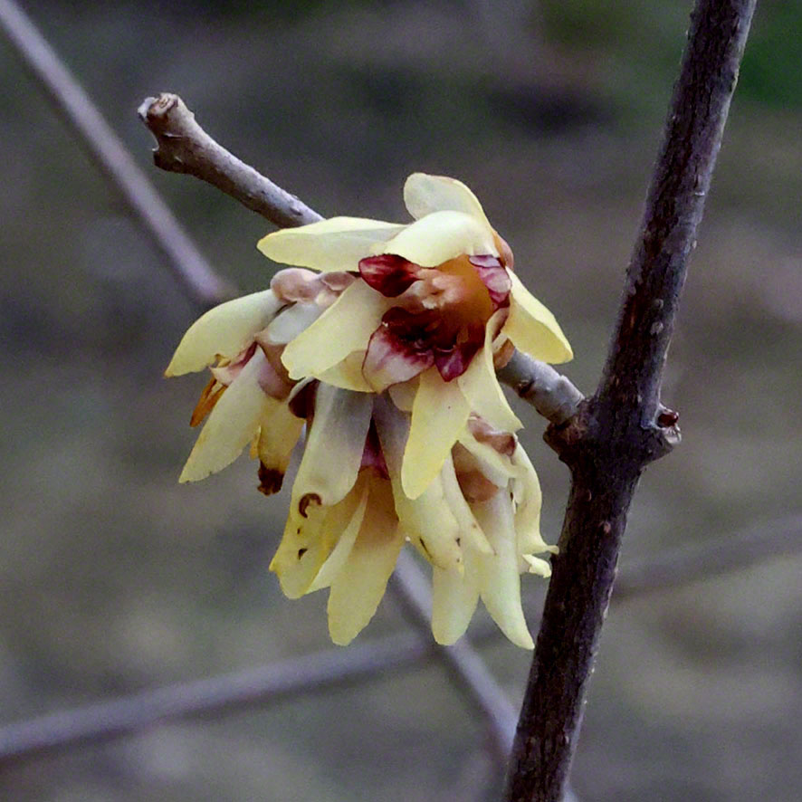 Chinesische Winterblüte