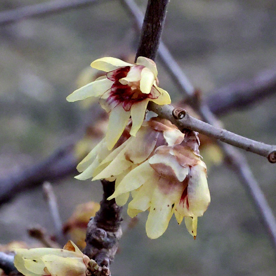 Chinesische Winterblüte