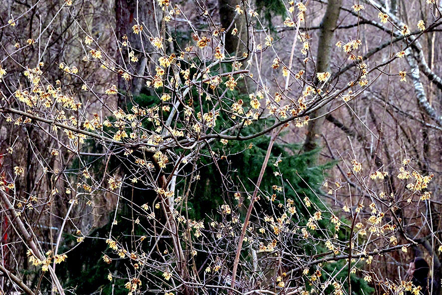 Chinesische Winterblüte
