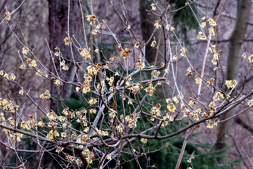 Chinesische Winterblüte