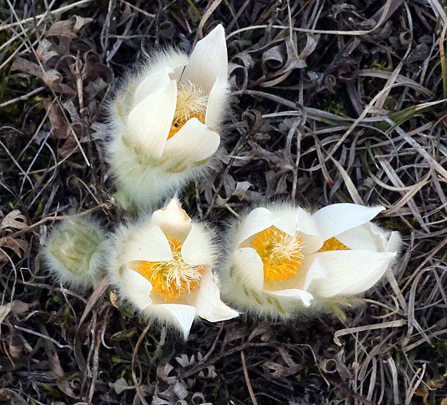 Pulsatilla