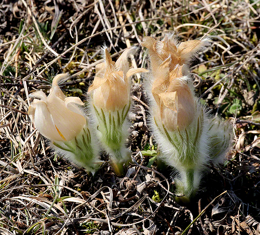 Pulsatilla