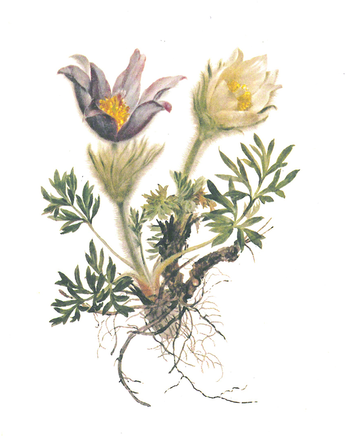 Kuhschelle / Pulsatilla Daffinger