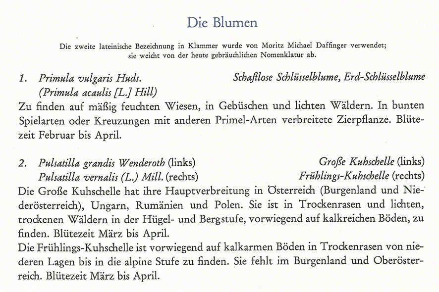 Kuhschelle / Pulsatilla Daffinger