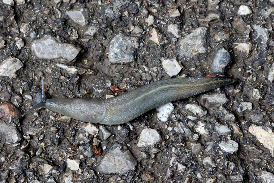 Nacktschnecke