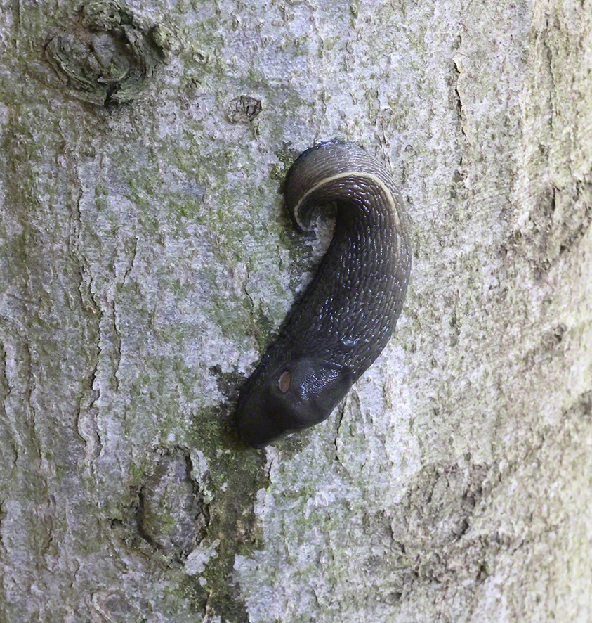 Schwarzer Schnegel