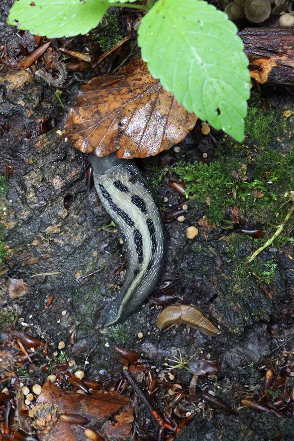 Schwarzer Schnegel