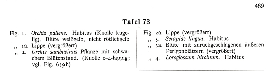 Hegi Adriatische Riemenzunge
