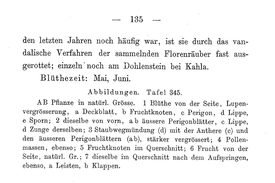 Schlechtendal Adriatische Riemenzunge