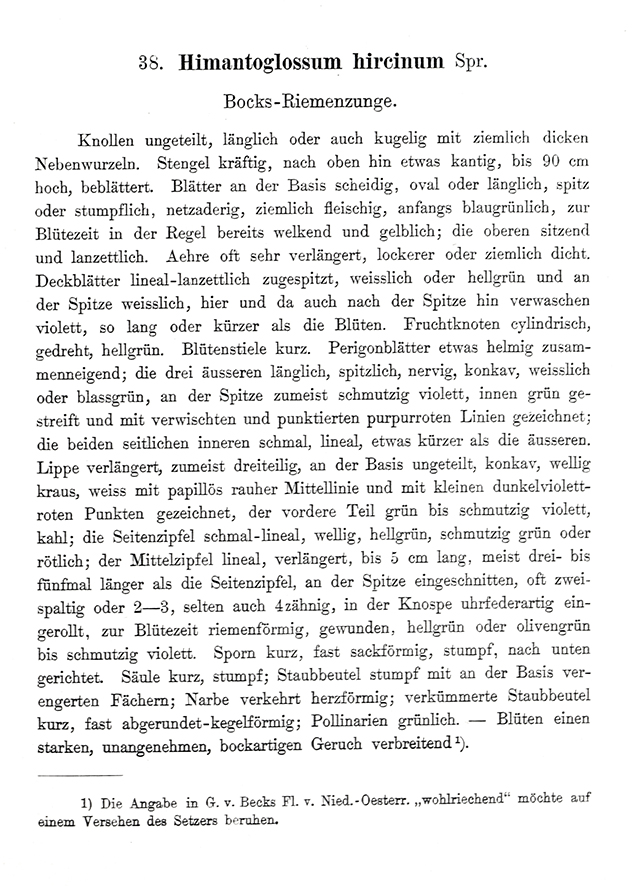 Schulze Adriatische Riemenzunge