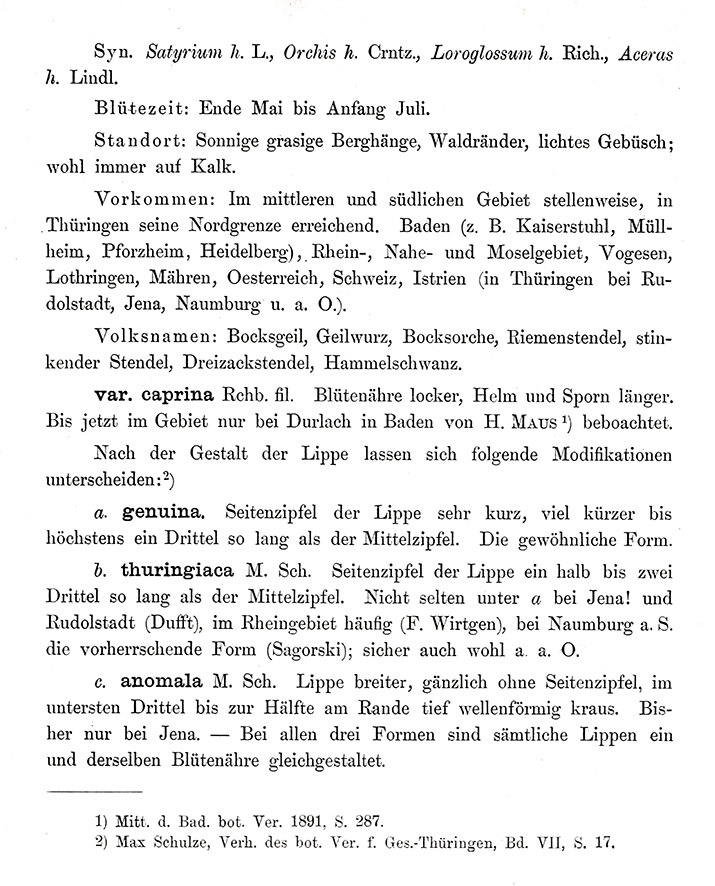 Schulze Adriatische Riemenzunge