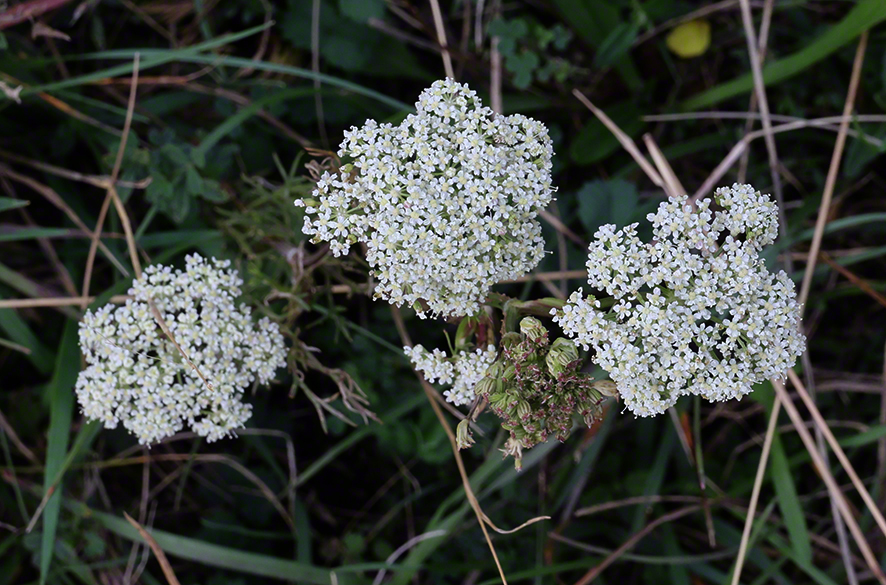 Bibernelle