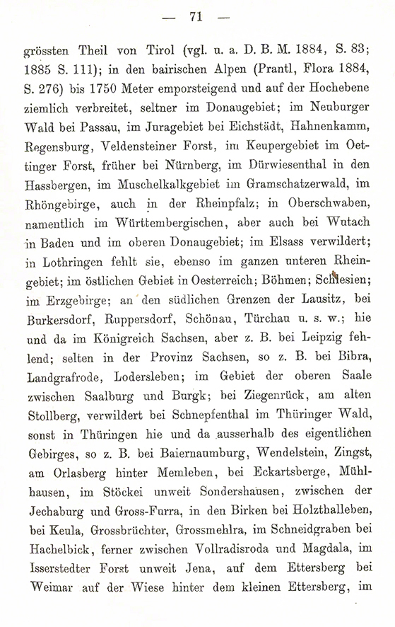Sterndolde