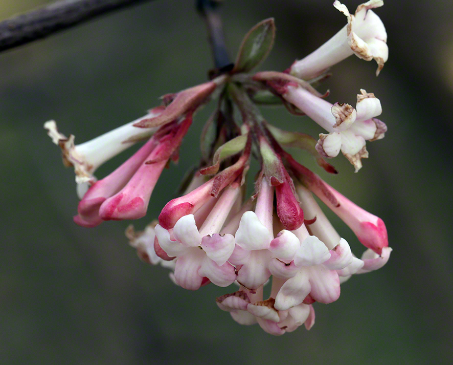 Winterschneeball- Viburnum x bodnantense