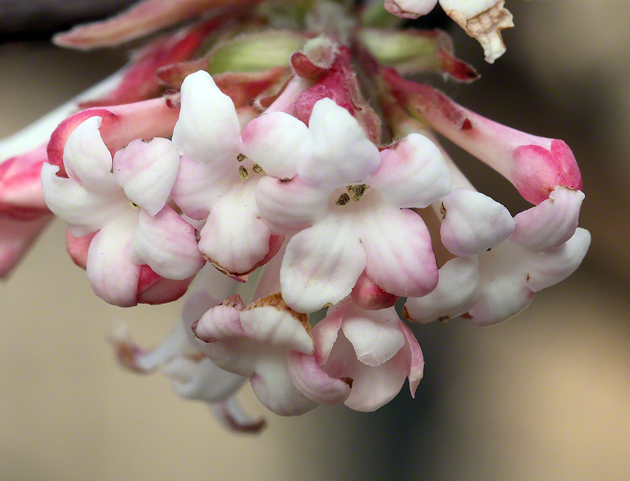 Winterschneeball- Viburnum x bodnantense