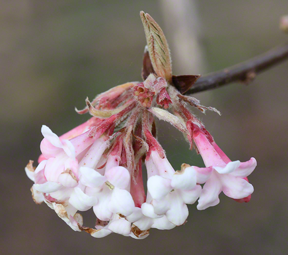Winterschneeball- Viburnum x bodnantense