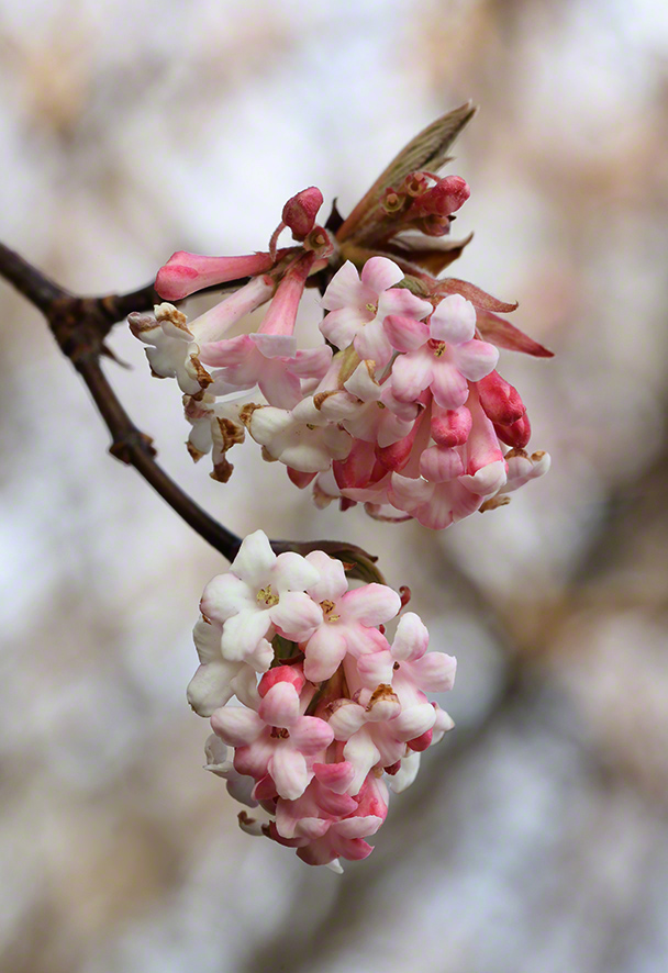 Winterschneeball- Viburnum x bodnantense