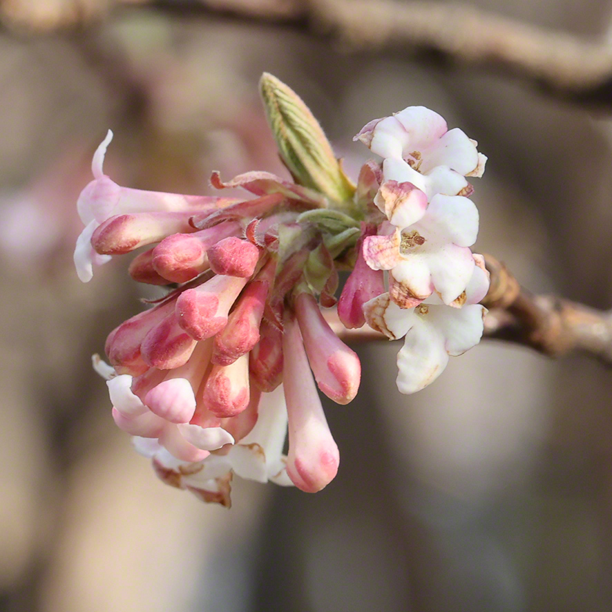 Winterschneeball- Viburnum x bodnantense