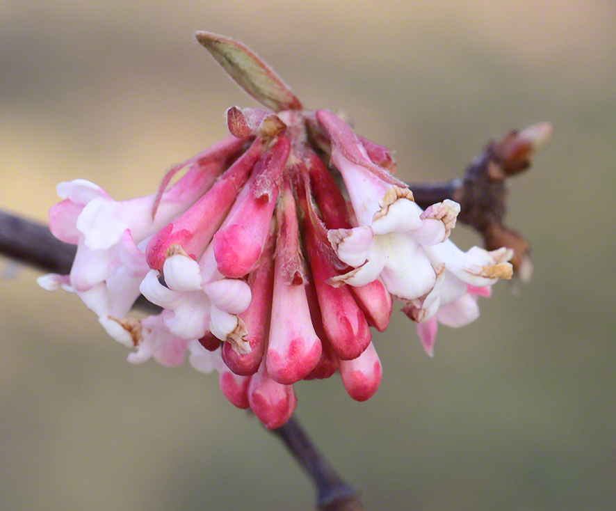 Winterschneeball- Viburnum x bodnantense
