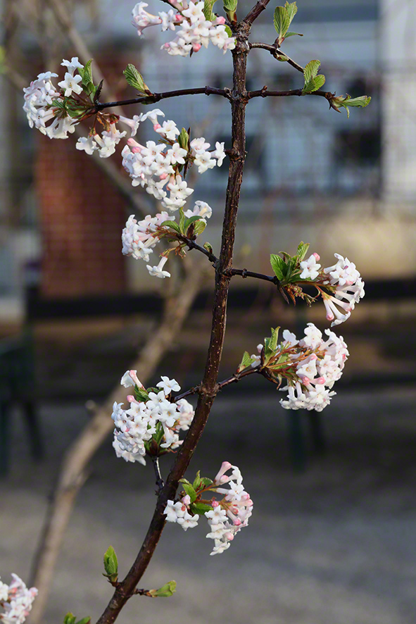 Winterschneeball- Viburnum farreri