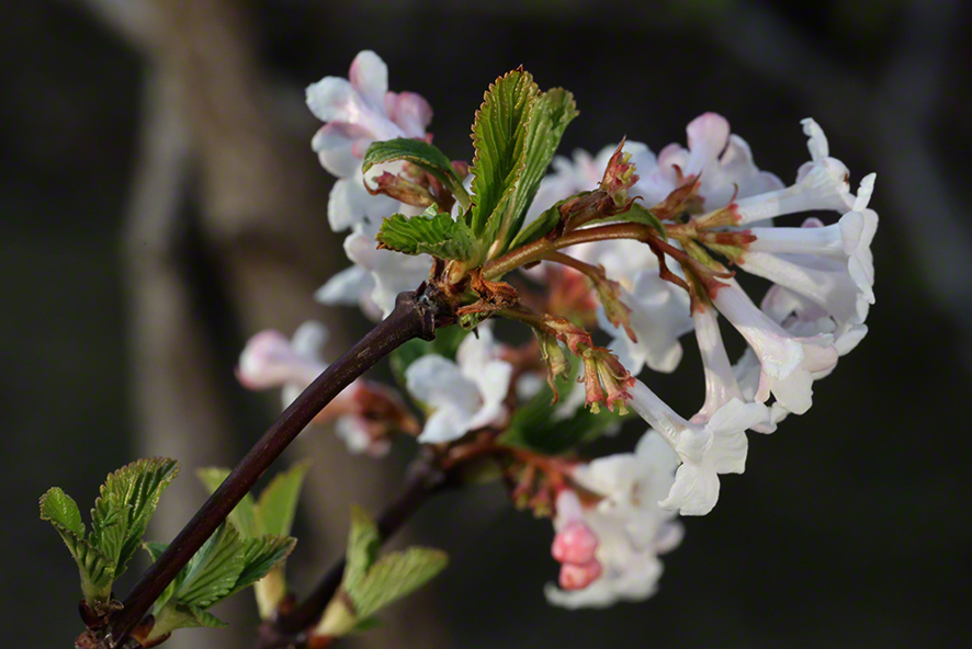 Winterschneeball- Viburnum farreri