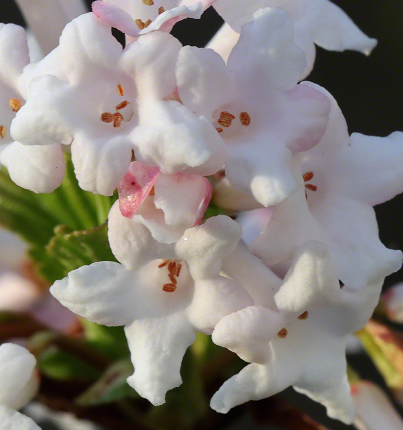 Winterschneeball- Viburnum farreri