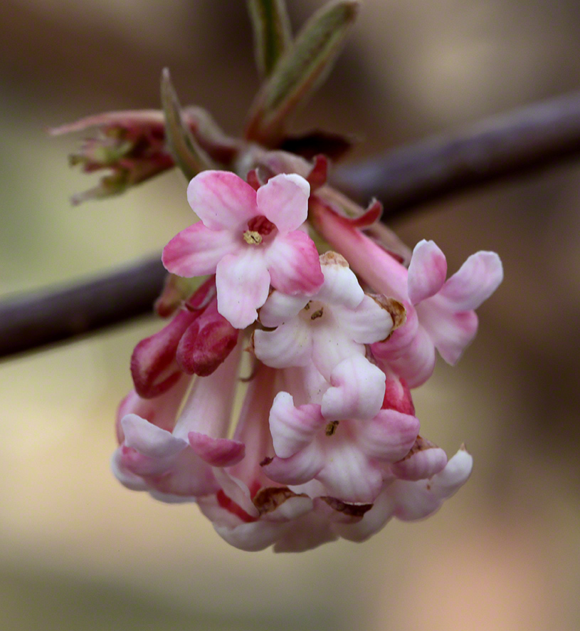 Winterschneeball- Viburnum x bodnantense