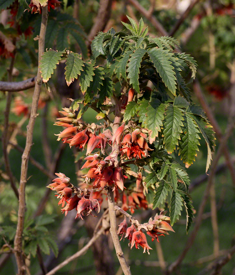 Honigstrauch - Melianthus comosus