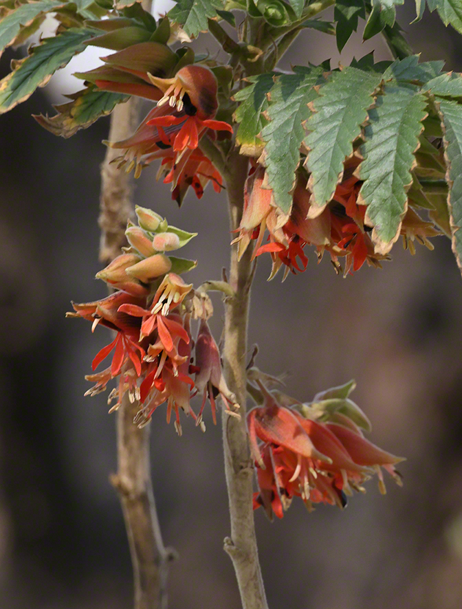 Honigstrauch - Melianthus comosus