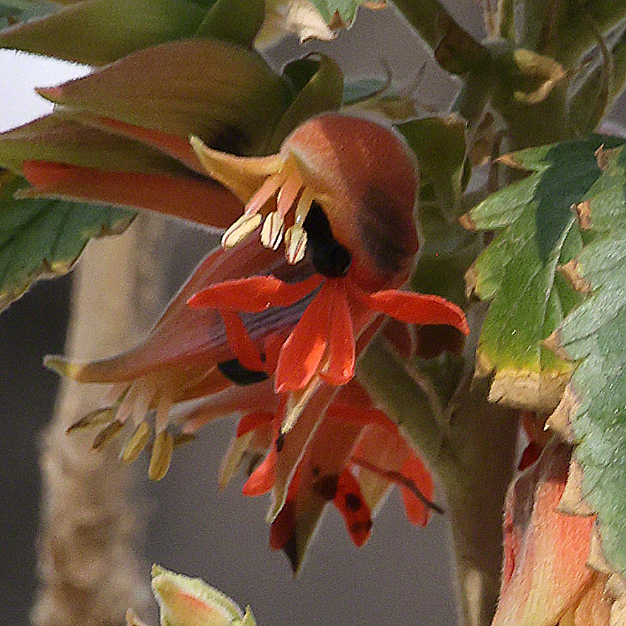 Honigstrauch - Melianthus comosus