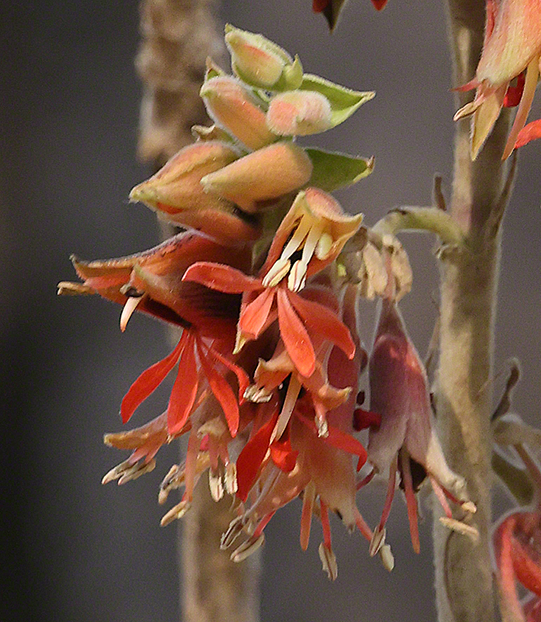 Honigstrauch - Melianthus comosus