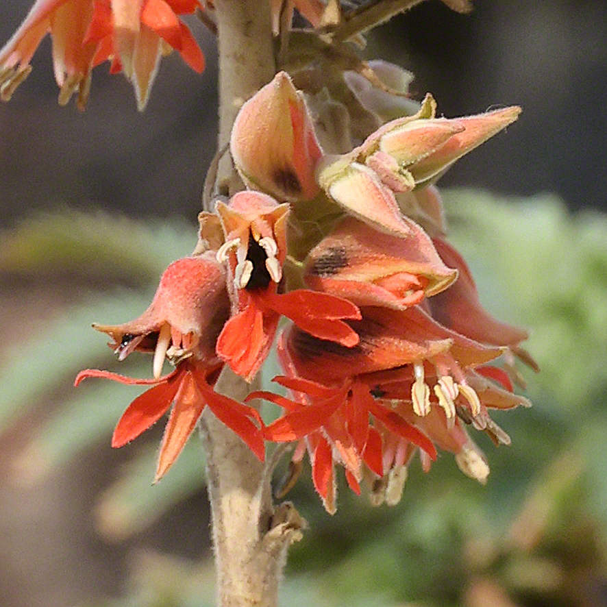 Honigstrauch - Melianthus comosus
