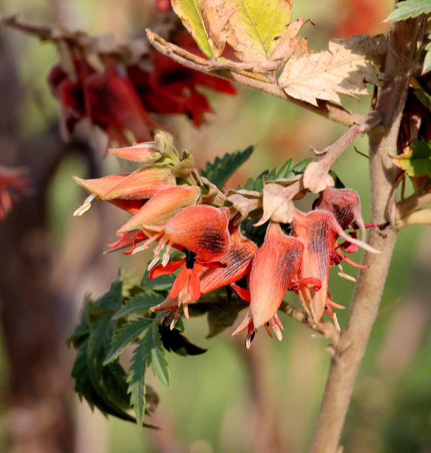 Honigstrauch - Melianthus comosus