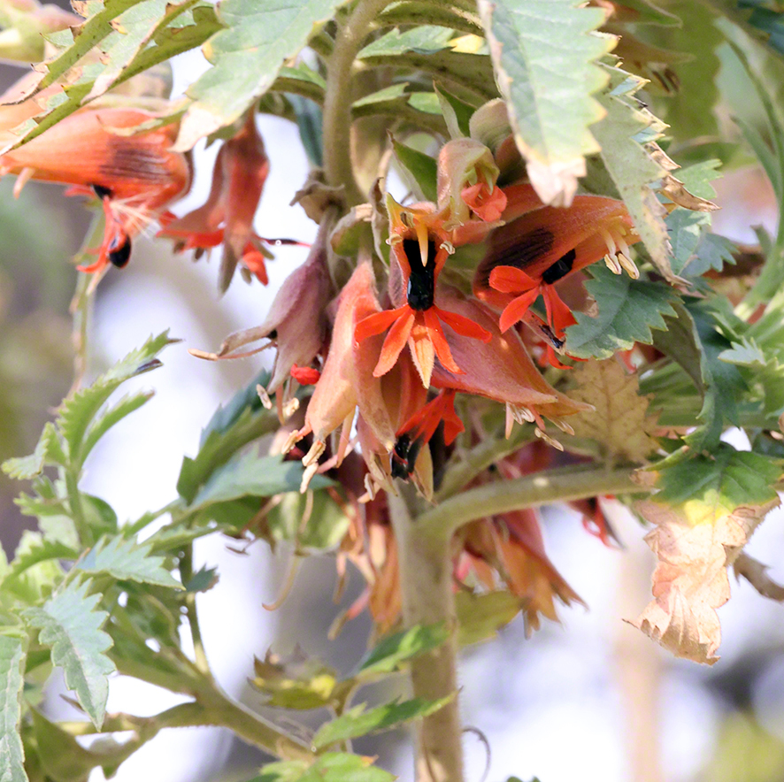 Honigstrauch - Melianthus comosus