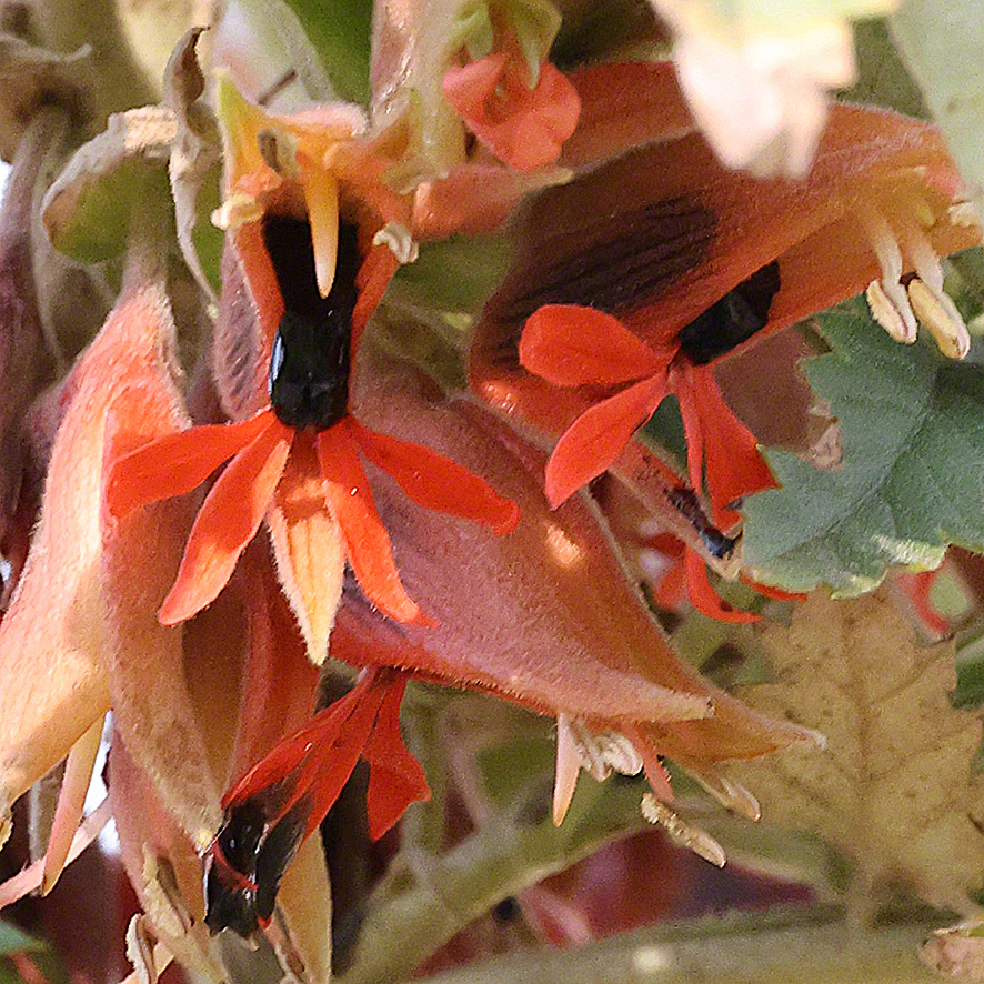 Honigstrauch - Melianthus comosus